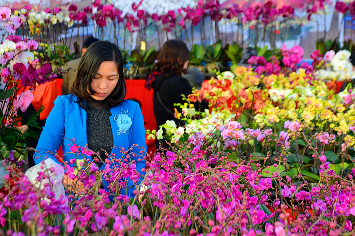 Mặc dù còn gần 2 tháng nữa mới đến Tết Nguyên Đán 2018, thế nhưng thị trường hoa Tết Hà Nội đã sôi động. Nhiều chậu lan hồ điệp đã được chào giá từ vài trăm nghìn đến vài chục triệu đồng/chậu.