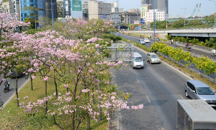 Hoa kèn hồng khoe sắc trên đại lộ Võ Văn Kiệt.