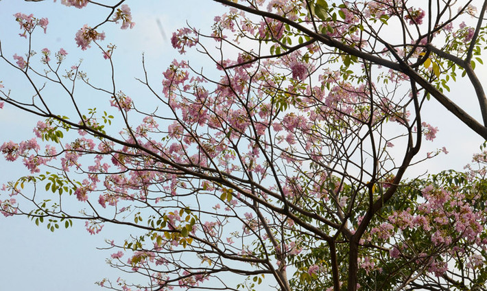 "Ở thành phố có khí hậu nhiệt đới, hoa kèn hồng với màu sắc nhẹ nhàng đã tạo cảm giác dễ chịu. Chúng tôi mong muốn TP trồng loại hoa này trên nhiều tuyến đường khác".