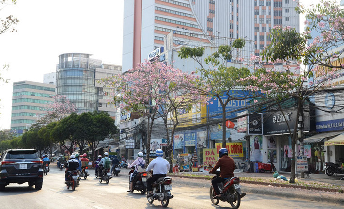 Những ngày này, trên một số tuyến đường như Võ Văn Kiệt, Võ Thị Sáu, Điện Biên Phủ…, hoa kèn hồng đã bung nở rực rỡ.