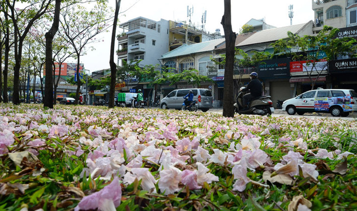 Những cánh hoa khi tàn tạo nên một thảm cỏ rực hồng. Một dãy cây hoa kèn hồng trên đại lộ Võ Văn Kiệt tựa như hoa anh đào.