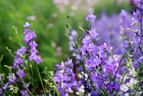 Yêu thích hoa violet là người sống đơn giản, trung thành và đáng tin cậy. Họ coi trọng sự riêng tư nên không thích chia sẻ với nhiều người.
