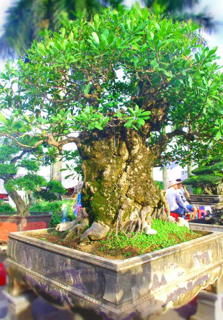 Thời điểm anh mua cây lộc vừng này, chủ nhân của nó cũng không biết chính xác cây được bao nhiêu tuổi, nhưng nghe chủ nhân kể lại và nhìn dáng, gốc, thân anh có thể biết được cây lộc vừng đại thụ này có tuổi đời hơn 100 năm.
