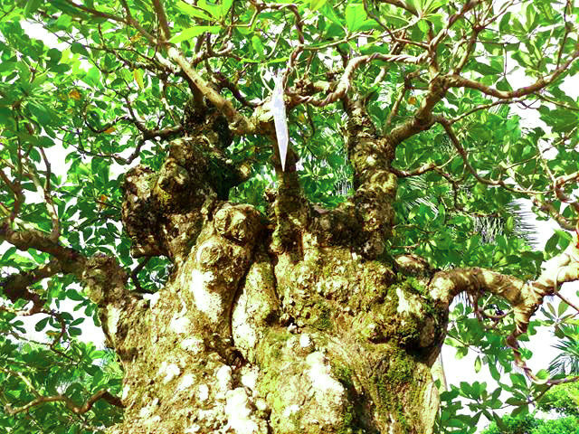Vì thế, dáng cây này rất được giới sành chơi cây ưa chuộng.