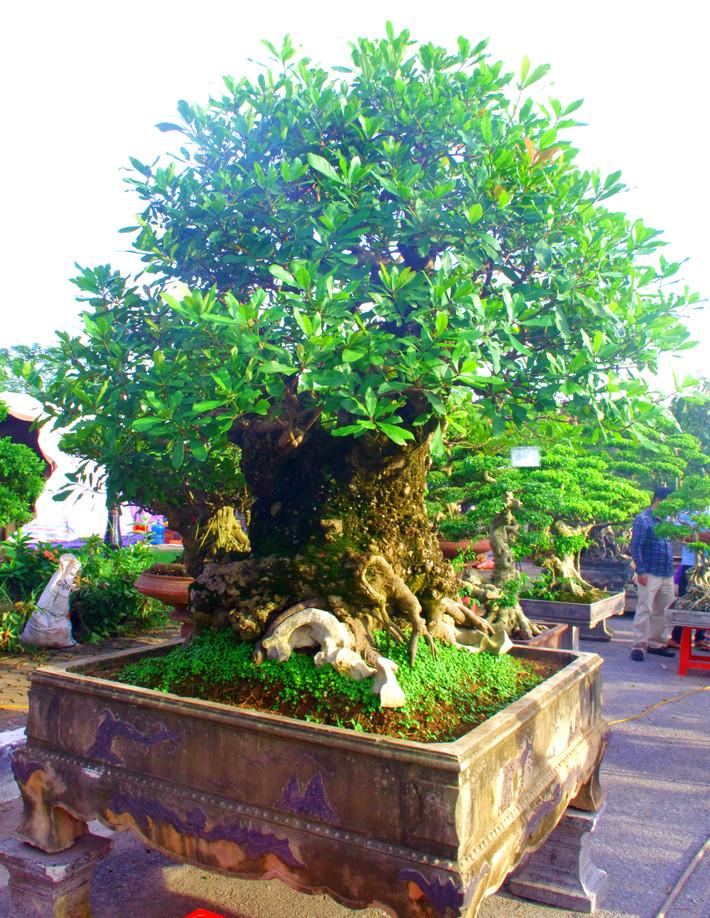 Theo anh Hoàn (Hưng Yên), chủ của cây lộc vừng đại thụ có giá 400 triệu này cho biết, cây lộc vừng cao khoảng 1m8, thân cây khoảng 80cm.