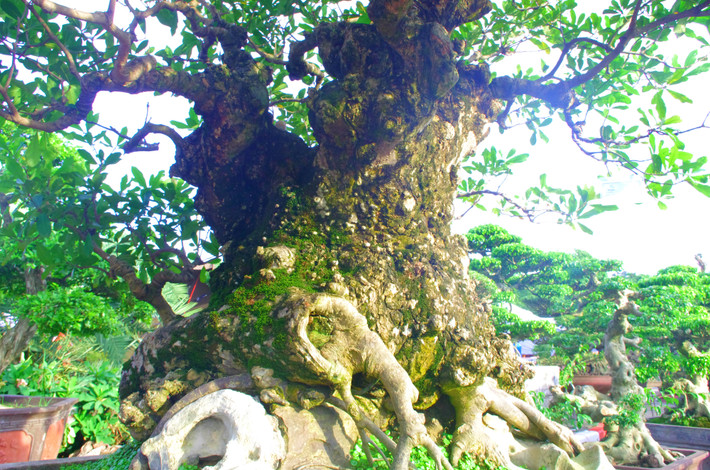Dáng cây thẳng đứng được chủ vườn gọi là "trực đại thụ".