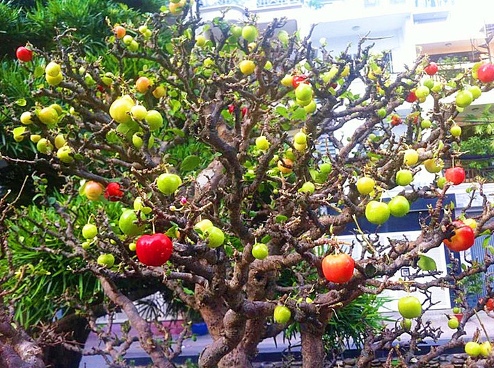 Ngoài ra, siro còn là một loại thực phẩm tốt cho sức khỏe, là nguyên liệu để chế biến rượu mứt các loại... Ảnh: Nguyễn Sáu.
