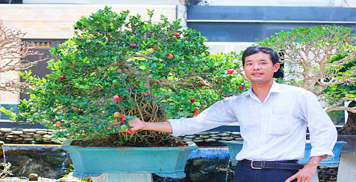 Trong phong thủy, cây siro mang ý nghĩa tài lộc dồi dào, đem lại sự may mắn, thịnh vượng... nên thường được ưa thích trồng thành bonsai mini, tạo nhiều dáng và thế khác nhau. Ảnh: Nguyễn Sáu.