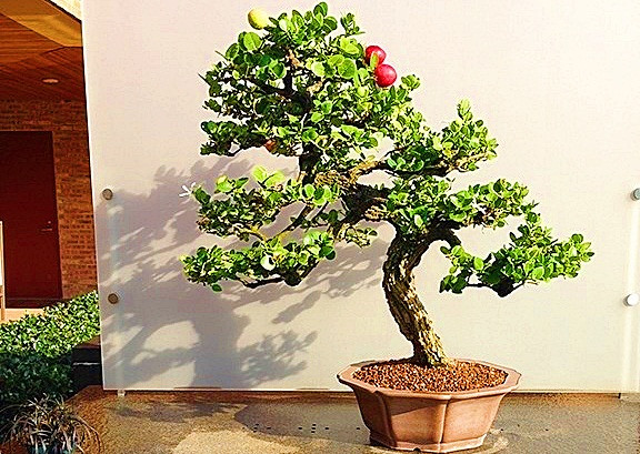 Bonsai siro Đài Loan Carissa macrocarpa là cây thân gỗ, giống lá nhỏ, sống lâu năm, mọc bụi cao 1 – 3 m, phân cành ngay sát gốc, có gai nhọn hướng lên. Ảnh: Vườn ươm cây cảnh ILG.