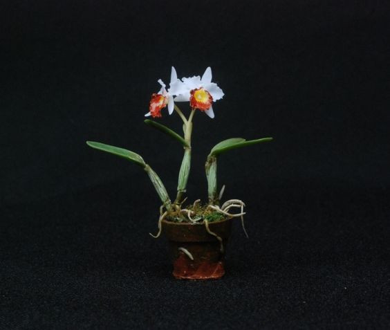 Sự kết hợp của phong lan với các loại cây cảnh phía dưới tạo nên chậu bonsai mini vô cùng độc đáo. Ảnh: Pontip Yungyuen.