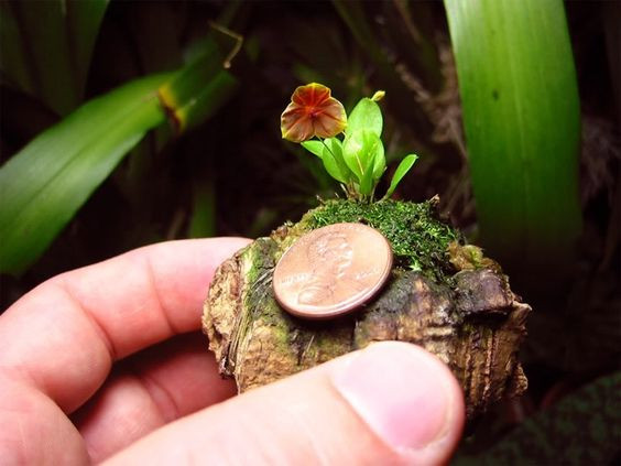 ... mang vẻ đẹp đặc trưng làm ngây ngất lòng người. Ảnh: Pieter Bessenger.