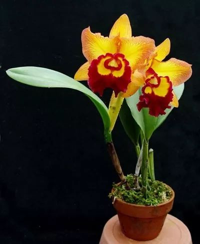 Để tạo ra những chậu bonsai phong lan "siêu nhỏ", thậm chí nhỏ hơn cả 1 ngón tay đòi hỏi sự chăm sóc tỉ mỉ, chu đáo và kỳ công của các nghệ nhân. Ảnh: produto.mercadolivre.com.br.