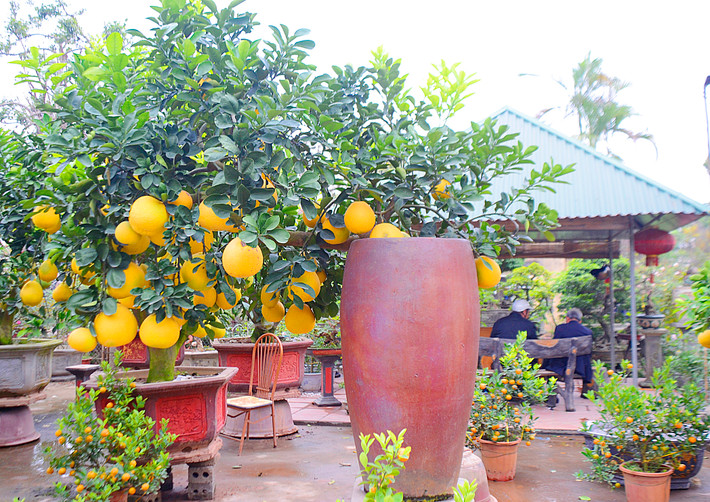 Cây bưởi cảnh trong chum giá 70 triệu đồng của nhà vườn Phương Mạnh (Văn Giang, Hưng Yên) thuộc giống bưởi diễn.