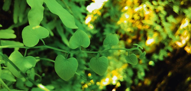 Thực vật nơi đây rất phong phú.