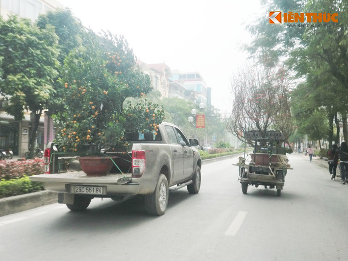 Đi trên các con phố Hà Nội trong những ngày này, người ta dễ dàng bắt gặp những chuyến xe chở cành đào Nhật Tân đang độ nảy lộc hay chậu quất trĩu quả.