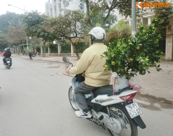 "Năm nay quất khá đẹp. Những cây nhỏ để bàn uống nước có giá 150.000 200.000 đồng/cây. Như cây quất này tôi mua là 160.000 đồng ở cuối chợ Bưởi" - chủ nhân xe xe wave BKS 29-P1 575.07 chia sẻ với Kiến Thức.