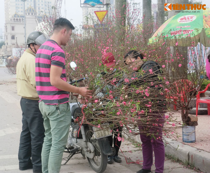 Đào cành lớn có giá từ 100.000 - 200.000 đồng/cành tùy từng loại.