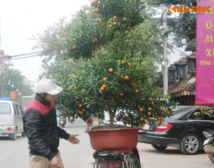 Còn đối với những cây quất thông tầm trung có giá khoảng 800.000 - 1.000.000 đồng/cây; những cây 2 quất cảnh thế tầm trung có giá khoảng thấp nhất từ 1.000.000 đồng/cây trở lên.