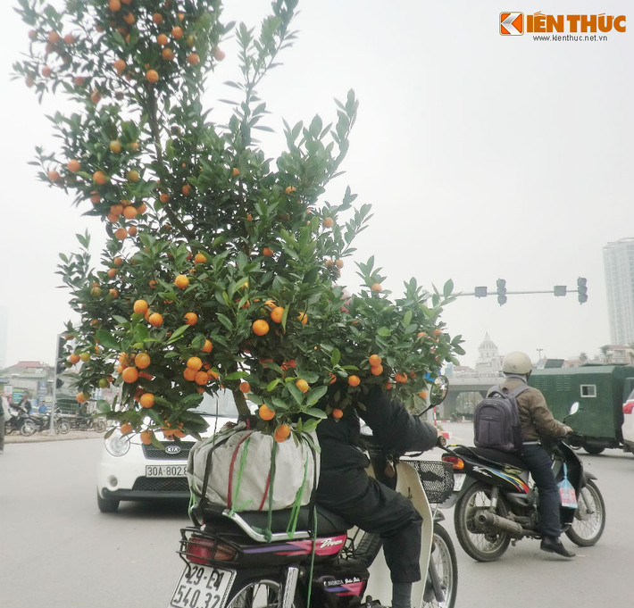Cảnh tượng này khiến người ta cảm nhận rõ hơn không khí Tết Nguyên Đán đang dần tràn về.