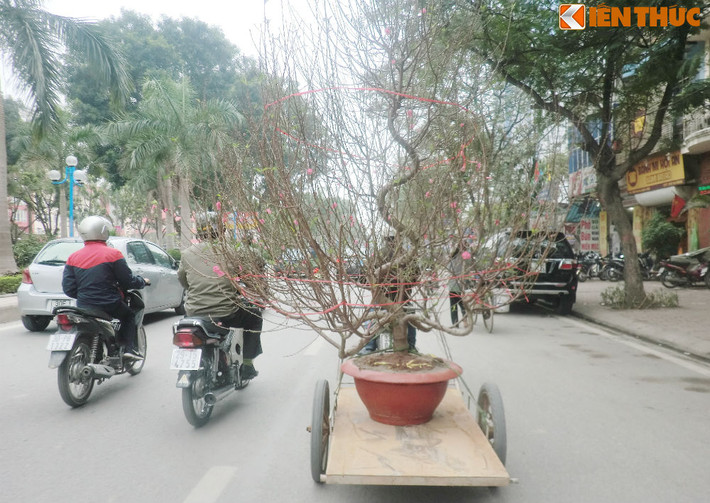 Tương tự đối với đào, giá của các loại đào cũng rất đa dạng.