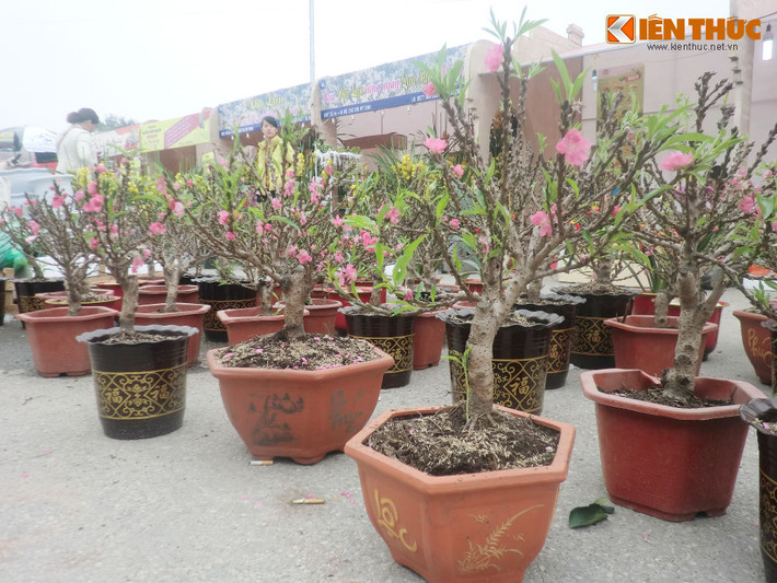 Loại đào mini này được bày bán ở nhiều nơi như: chợ Bưởi, đường Lê Đức Thọ,...