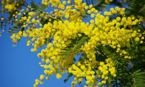 Hoa Mimosa dự báo cơn mưa bằng việc tỏa mùi hương thơm ngát.