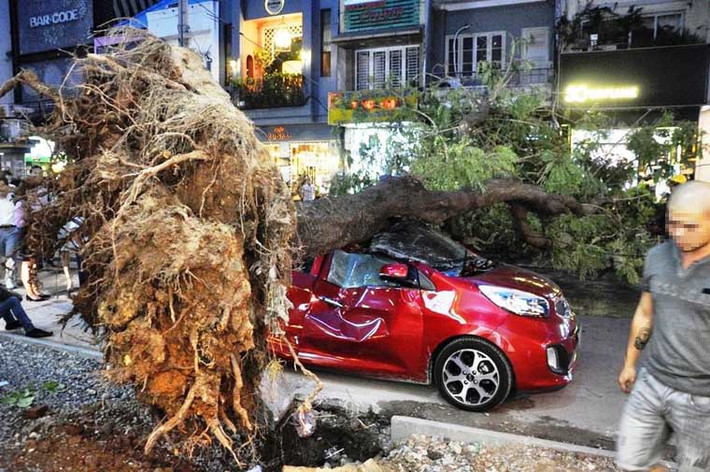 Người đàn ông điều khiển chiếc xe bị cây xanh đè bẹp vẫn còn bàng hoàng sau những gì vừa xảy ra.