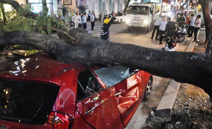 Đến hơn 20h tối nay (3/7), nhiều nhân viên thuộc Công ty cây xanh TP HCM vẫn đang phối hợp cùng các đơn vị có liên quan tiến hành phong tỏa hiện trường, xử lý sự cố cây xanh bật gốc, đè bẹp ô tô ngay giữa trung tâm Sài Gòn.