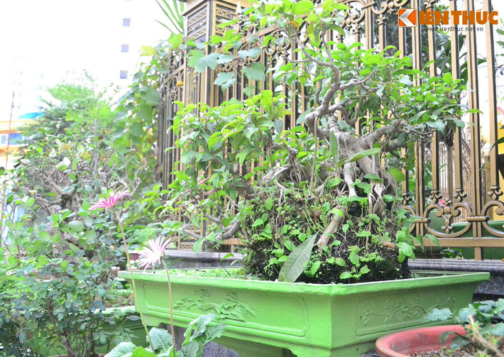 Từ những chậu cây si già...