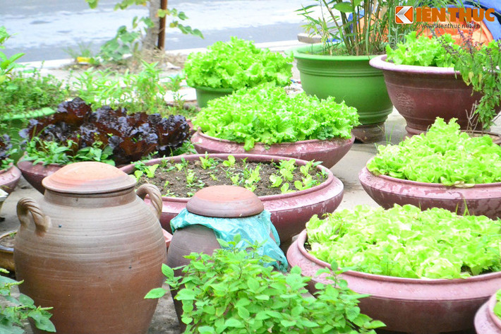 Bên cạnh đó, vị chủ nhà còn tận dụng khoảng trống đối diện căn biệt thự để trồng rau sạch phục vụ gia đình.