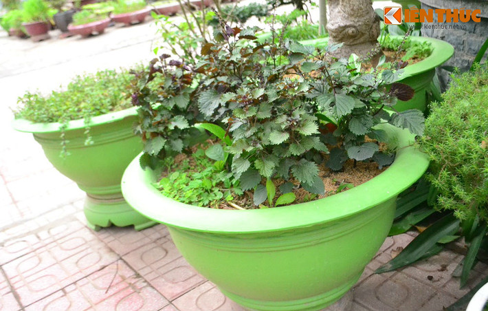 Đến các chậu cây dùng để trồng rau đều được sơn màu xanh lá.