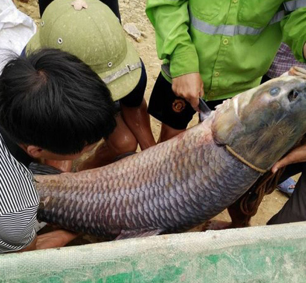 Con cá trắm nặng 52 kg tại Hồ Núi Cốc, Thái Nguyên khiến người dân kinh ngạc. Ảnh: Dân Việt.
