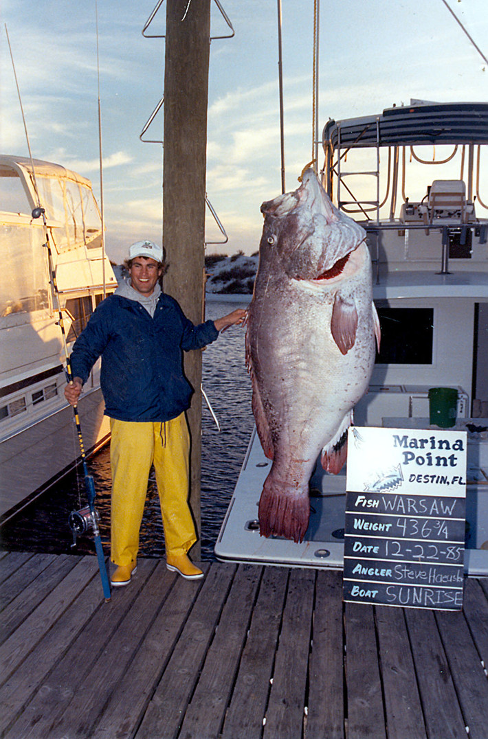 Cá mú (grouper) nặng 197 kg bị bắt ngoài khơi bờ biển vùng Vịnh của Florida.