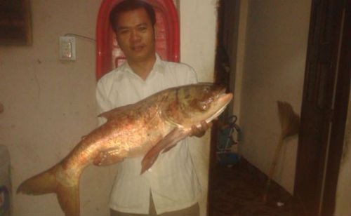Việc bắt được cá khủng cũng đã không ít lần diễn ra ở Việt Nam. Đây là cá mè dài 1 m, nặng khoảng 18 kg do một người dân ở Đồng Nai bắt được. Ảnh: Zing.