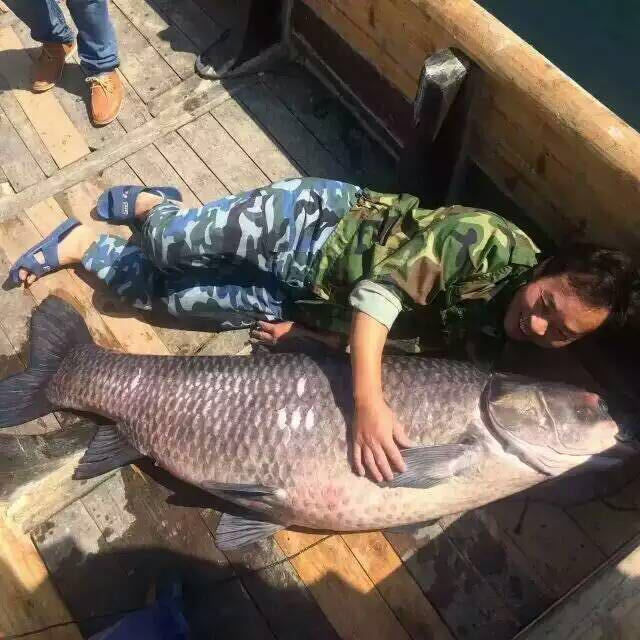 Cá chép khổng lồ nặng 90kg và dài 175cm từ hồ Ngàn Đảo ở thành phố Hàng Châu, Trung Quốc.