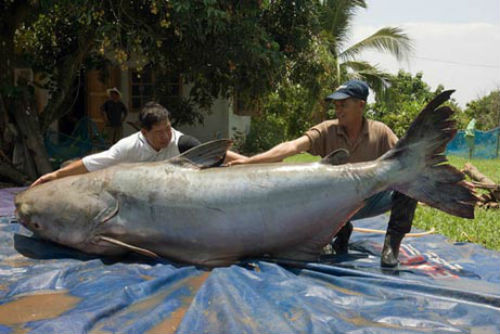 Người dân ở miền Bắc Thái Lan bắt được con cá khổng lồ dài 2,7 mét, nặng 293 kg trên sông Mekong. Các chuyên gia cho biết, đây được xem là con cá nước ngọt lớn nhất từng được ghi nhận.