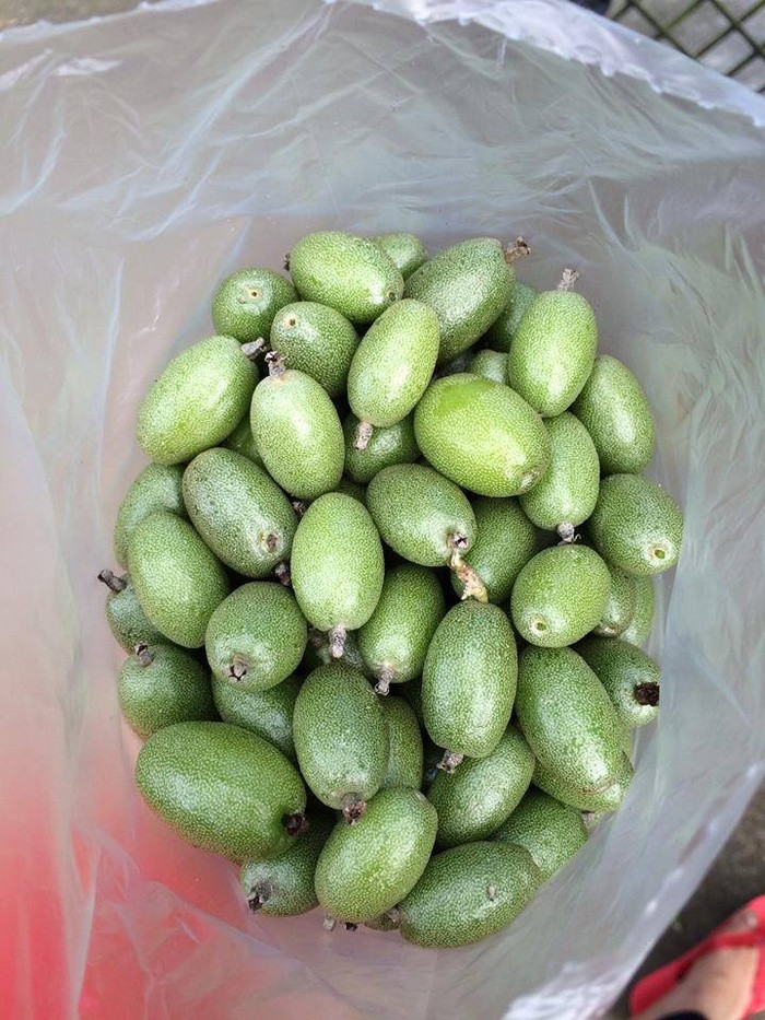Bởi chỉ cần một đĩa nhót xanh ăn với muối chẩm chéo, hoặc muối ớt cay nồng là chị em có thể nhâm nhi cả ngày không biết chán vì có vị chua chua, giòn giòn, thanh mát nơi cuống họng. Hơn nữa, mùa nhót chỉ kéo dài khoảng 1 tháng duy nhất trong năm nên không ít người cố gắng ăn nhót cho "đã" miệng. Ảnh: Internet.