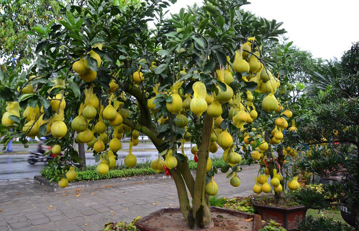 Nhiều cây bưởi cảnh có giá gần 70 triệu đồng có cả gần trăm trái vàng ươm bao phủ từ gốc lên đến ngọn.