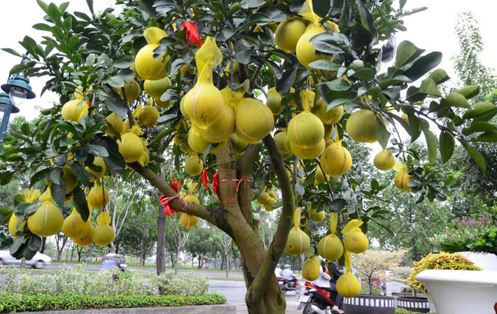 Cây bưởi Diễn này trên đại lộ Mai Chí Thọ, quận 2, TP HCM đã được bán với giá 65 triệu đồng.