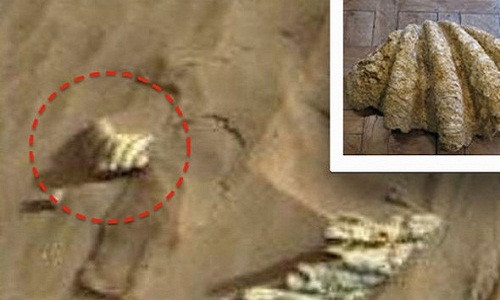 Bức ảnh gửi về Trái Đất từ tàu Curiosity Rover của NASA cho thấy một vật thể giống chiếc vỏ ngao. Những người tin vào sự tồn tại của người ngoài hành tinh khẳng định đó là sự tồn tại của sự sống trên hành tinh Đỏ.