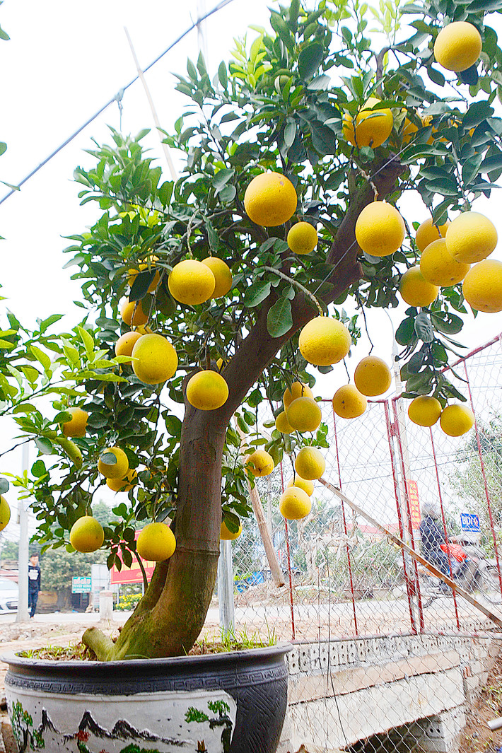 Những cây bưởi cảnh này có nguồn gốc là bưởi diễn cổ thụ.