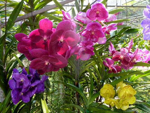 Hoa phong lan là loài hoa đẹp, bền, được nhiều người mua cắm bàn thờ dịp Tết, nhưng nếu trong nhà có bàn thờ Phật thì không nên dùng phong lan, vì có hoa có nhiều màu rực rỡ. Mặt khác, chữ “phong” gần nghĩa với chữ phong tình, phóng túng nên cũng không có nhiều người dùng để cắm lên bàn thờ.