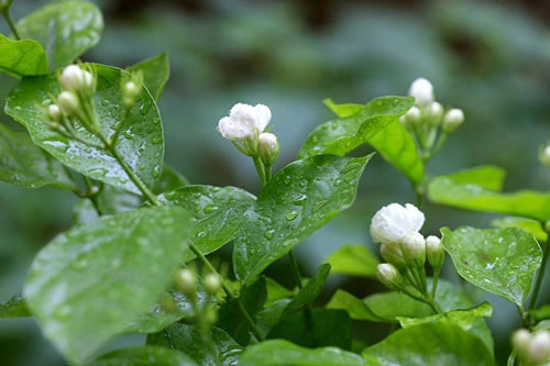Hoa nhài là biểu tượng trong sạch, nó cũng dùng để ướp trà rất tuyệt nhưng quan niệm dân gian lại cho đây là loại hoa không đứng đắn, hay gặp nghịch cảnh. Đặc biệt người ta lại ghán ghép nó vào một câu thành ngữ không lấy gì làm đẹp đẽ là “bông hoa nhài cắm bãi phân trâu”. Bởi vậy cũng không nên đặt loại hoa này lên bàn thờ dù là làm hoa cúng hay hoa cắm lọ.