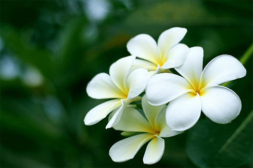 Hoa đại là hoa thơm, màu đẹp tuy nhiên theo quan niệm của người xưa thì đây cũng là loài hoa không nên để trên ban thờ vì hình dáng hoa giống với bộ phận nhạy cảm ở nữ giới.