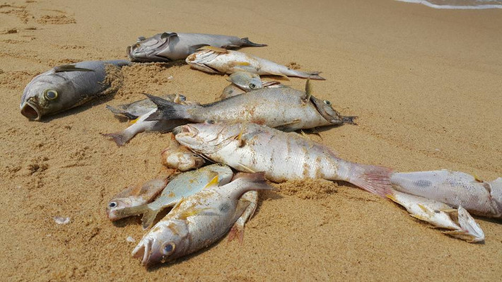 6. Sau Formosa, sẽ kiểm tra 2 doanh nghiệp xả thải ra biển Ngoài Công ty TNHH Gang thép Hưng Nghiệp Formosa Hà Tĩnh, đoàn kiểm tra Bộ Tài nguyên và môi trường sẽ làm việc với Công ty Điện lực dầu khí Vũng Áng và Trung tâm dịch vụ hạ tầng Khu kinh tế Vũng Áng. Đoàn kiểm tra liên ngành do Bộ Tài nguyên và môi trường thành lập nhằm đánh giá tác động của việc xả thải đến tình trạng cá chết hàng loạt sẽ có 4 ngày làm việc tại Vũng Áng, Hà Tĩnh (từ 4-7/5/2016).