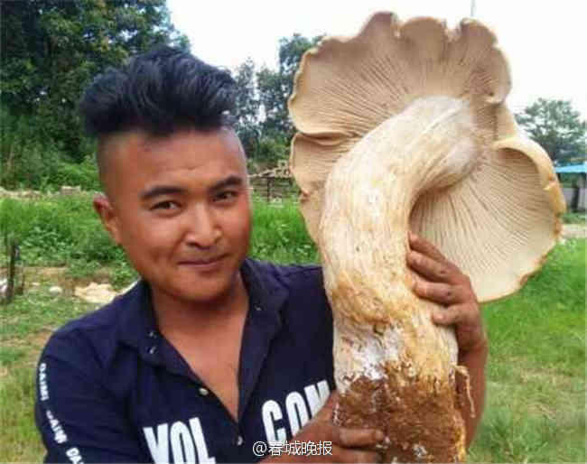 Nấm khổng lồ có mũ với đường kính 66cm Một nông dân họ Zhang ở Vân Nam (Trung Quốc) khi ngồi nghỉ bên ngôi trường cũ bất ngờ phát hiện 3 cây nấm mọc tự nhiên, màu trắng, kích thước khổng lồ. Trong số 3 cây nấm, cây nấm lớn nhất có mũ với đường kính 66cm, còn cây nấm có mũ nhỏ nhất với đường kính 10cm. Những người cao tuổi trong làng cho hay, họ đã sống gần 70 năm trong khu vực nhưng chưa bao giờ thấy cây nấm nào lớn như vậy. Ảnh: SCMP.