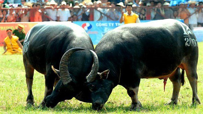 3. Dừng tổ chức Lễ hội chọi trâu Phúc Thọ 2016 Theo Công văn số 262 ngày 27/1 của Sở Văn hóa Thể thao Hà Nội gửi UBND huyện Phúc Thọ nêu rõ: Để thực hiện tốt các quy định và ý kiến chỉ đạo của Bộ trưởng VHTTDL, Sở Văn hoá và Thể thao Hà Nội đề nghị UBND huyện Phúc Thọ không tiếp tục tổ chức Lễ hội chọi trâu Phúc Thọ năm 2016.