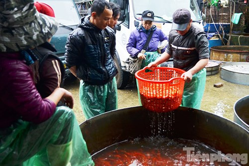 Theo quan niệm dân gian, hàng nằm cứ đến ngày 23 tháng Chạp, Táo Quân sẽ cưỡi cá chép lên thiên đình để bẩm báo với Ngọc Hoàng mọi việc tốt xấu trong năm của từng người trong gia đình. Vì vậy, vào ngày này hàng năm, mọi gia đình lại thành kính sắm sửa lễ vật để tiễn ông Táo chầu trời, một trong số đó không thể thiếu “phương tiện” để ông Táo di chuyển là cá chép. Trong ảnh; Chợ cá Yên Sở sáng 31/1 (22 tháng Chạp) nhộn nhịp với hàng chục ô tô chở cá vàng từ các tỉnh Nam Định, Hải Dương, Ninh Bình, Hà Nam… đổ về đây chuẩn bị cho ngày Tết ông Công, ông Táo.