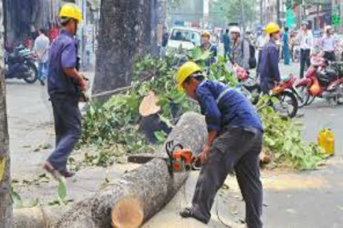 4. Vụ chặt cây xanh Hà Nội đã có kết luận xử lý chính thức Ngày 21/7, UBND thành phố Hà Nội đã có thông báo kết luận về xử lý trách nhiệm sau thanh tra việc cải tạo, thay thế cây xanh trên địa bàn. Theo đó, UBND thành phố đã đưa ra các hình thức xử lý đối với nhiều cán bộ liên quan. Thông báo do Chủ tịch UBND thành phố Hà Nội Nguyễn Thế Thảo ký nêu rõ, UBND thành phố đã kiểm điểm, tự phê bình và rút kinh nghiệm sâu sắc trong công tác lãnh đạo, chỉ đạo, điều hành.
