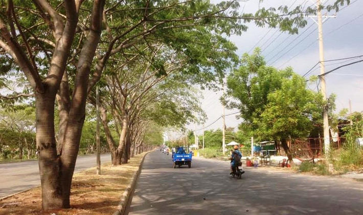 Đại lộ Nguyễn Văn Linh dài hàng chục km qua các quận 7,8, huyện Bình Chánh đều có bóng cây che chắn.